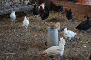 Casa rural con gallinas