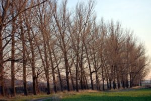 Patones de Abajo chopera