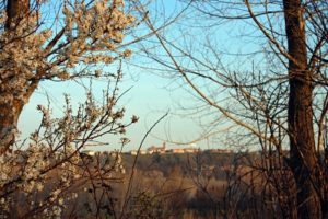 Patones de Abajo almendros