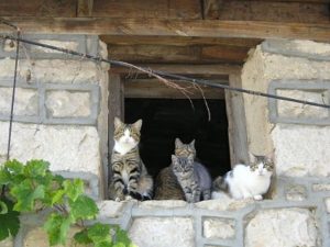 Descubrir y disfrutar de Patones de Abajo