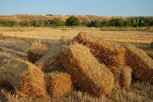 Patones de Abajo huertas