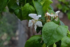 Alojamiento slow jardín