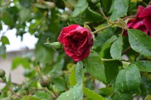 Casa rural con jardín