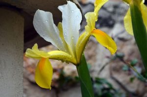 Casa rural con jardín en Patones