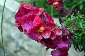 Casa rural con jardín