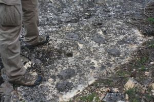 Fósiles Pontón de la Oliva Patones