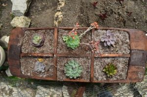 Maceta para plantas suculentas