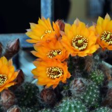 Venta de cactus Madrid