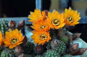 Venta de cactus Madrid