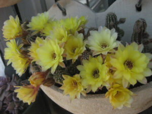 Venta de Chamaecereus hib pula