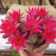 Venta de Chamaecereus hib rainbow