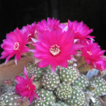Venta de Chamaecereus-hib.-violet