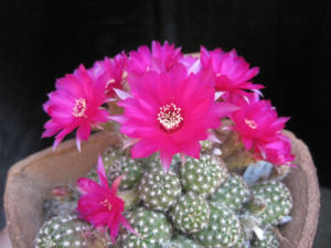 Venta de Chamaecereus-hib.-violet