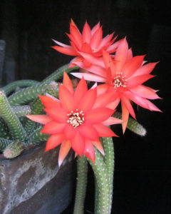 Venta de Chamaecereus hib x