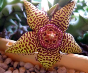 Orbea halipedicola Casa rural Melones