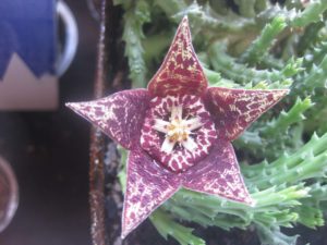 Venta de Orbea lépida en Casa rural Melones