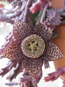 Venta de Orbea variegata Casa rural Melones