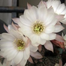 Venta chamaecereus hib alba