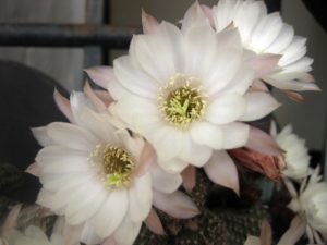 Venta chamaecereus hib alba