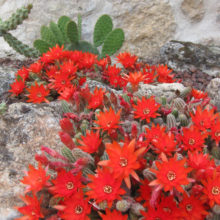 Venta chamaecereus silvestrii