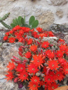 Venta chamaecereus silvestrii