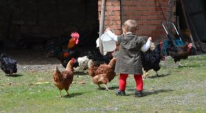 Casa rural con gallinas