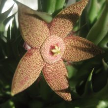 Venta de orbea tapscottii