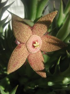 Venta de orbea tapscottii