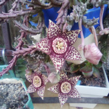 Venta de Orbea variegata oscura