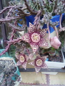 Venta de Orbea variegata oscura