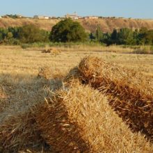 Visita a las huertas de Patones