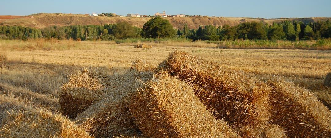 Visita a las huertas de Patones