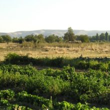 Visita a las huertas de Patones
