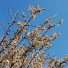 Almendros canal de Cabarrús