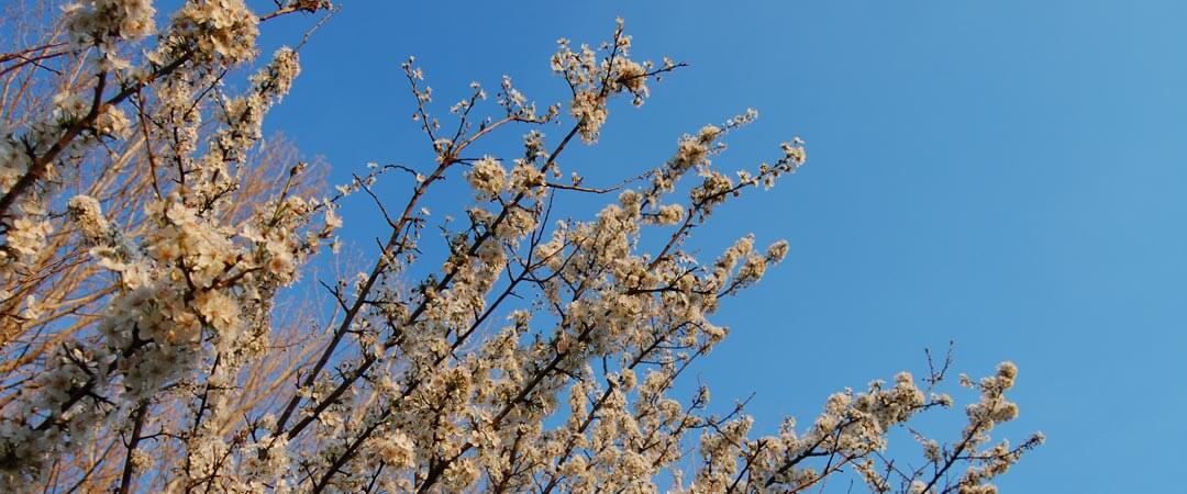 Almendros canal de Cabarrús