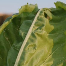 Visita Canal de Cabarrús Patones