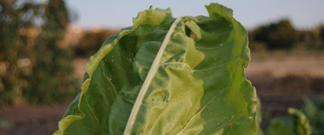 Visita Canal de Cabarrús Patones