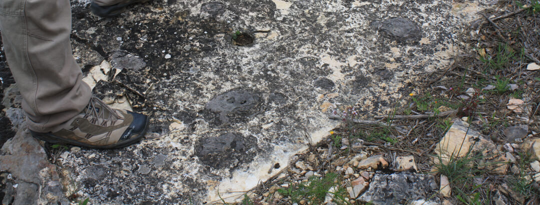 Visita al Pontón de la Oliva fósiles