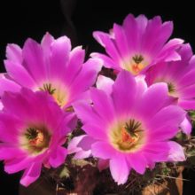 Echinocereus berlandieri en venta