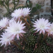 Venta de Echinopsis eyriesii