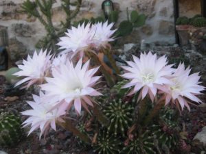 Venta de Echinopsis eyriesii