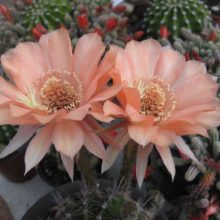 Echinopsis cv flor salmon en venta