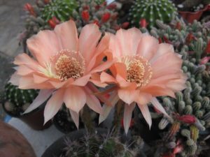 Echinopsis cv flor salmon en venta