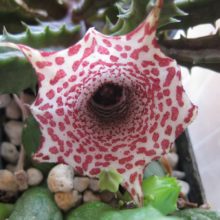 Venta de Huernia hislopii