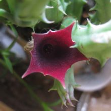 Venta de Huernia keniensis
