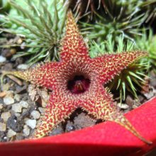 Venta de Huernia pillansii