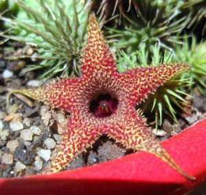 Venta de Huernia pillansii