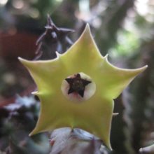 Venta de Huernia thuretii v primulina