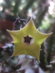 Venta de Huernia thuretii v primulina