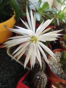 Setiechinopsis mirabilis en venta